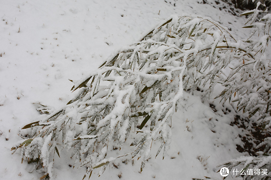 北京下雪天，偶遇宠物哈士奇