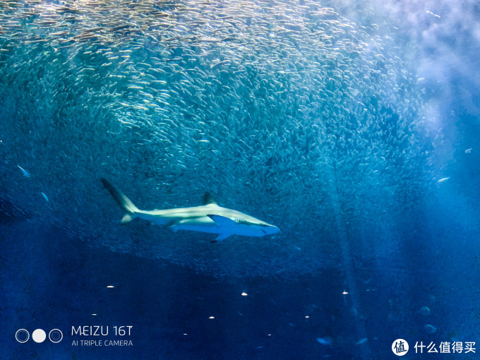 买口罩攻略+名古屋水族馆/乐高乐园游玩