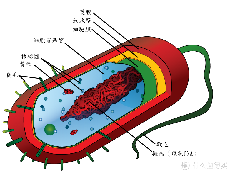 细菌“解剖”图