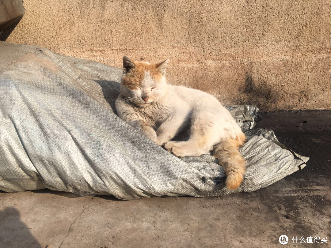 图书馆猿の自我隔离山东乡村生活（下）