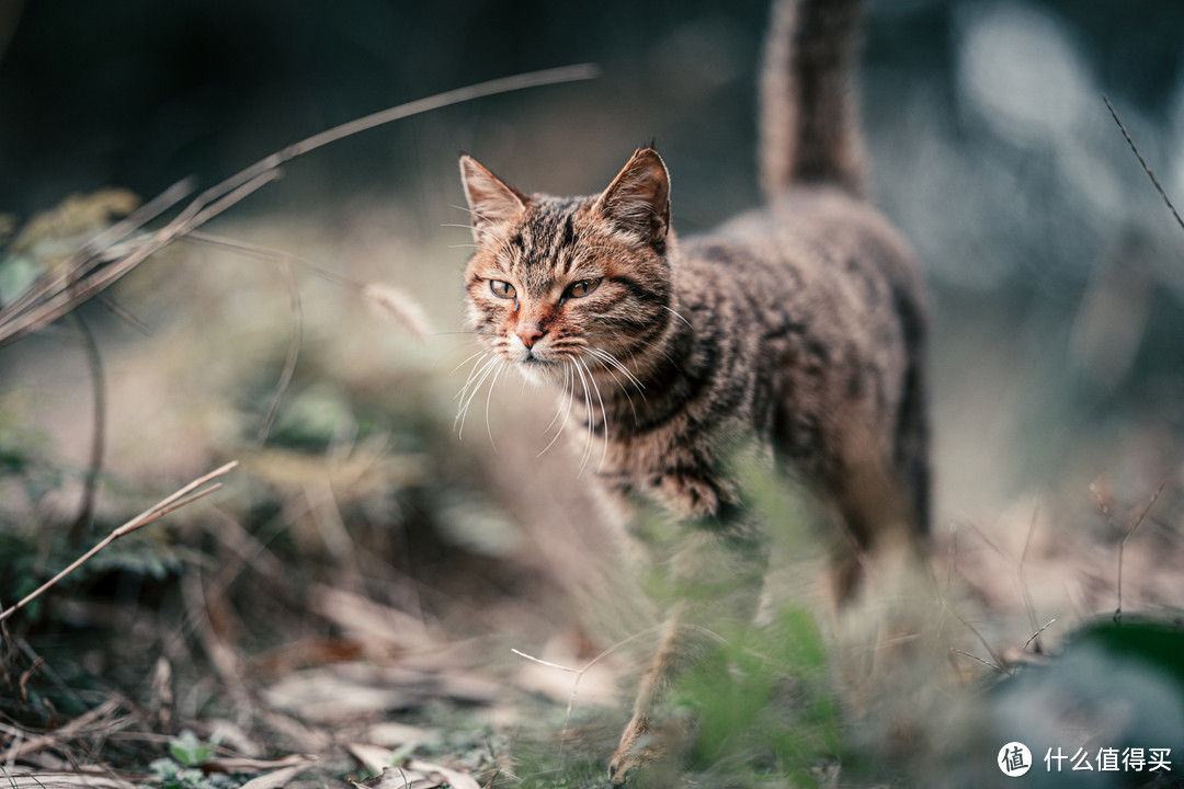 佛荫寺、猫和时间符号~隐藏建文帝秘密的千年寺庙