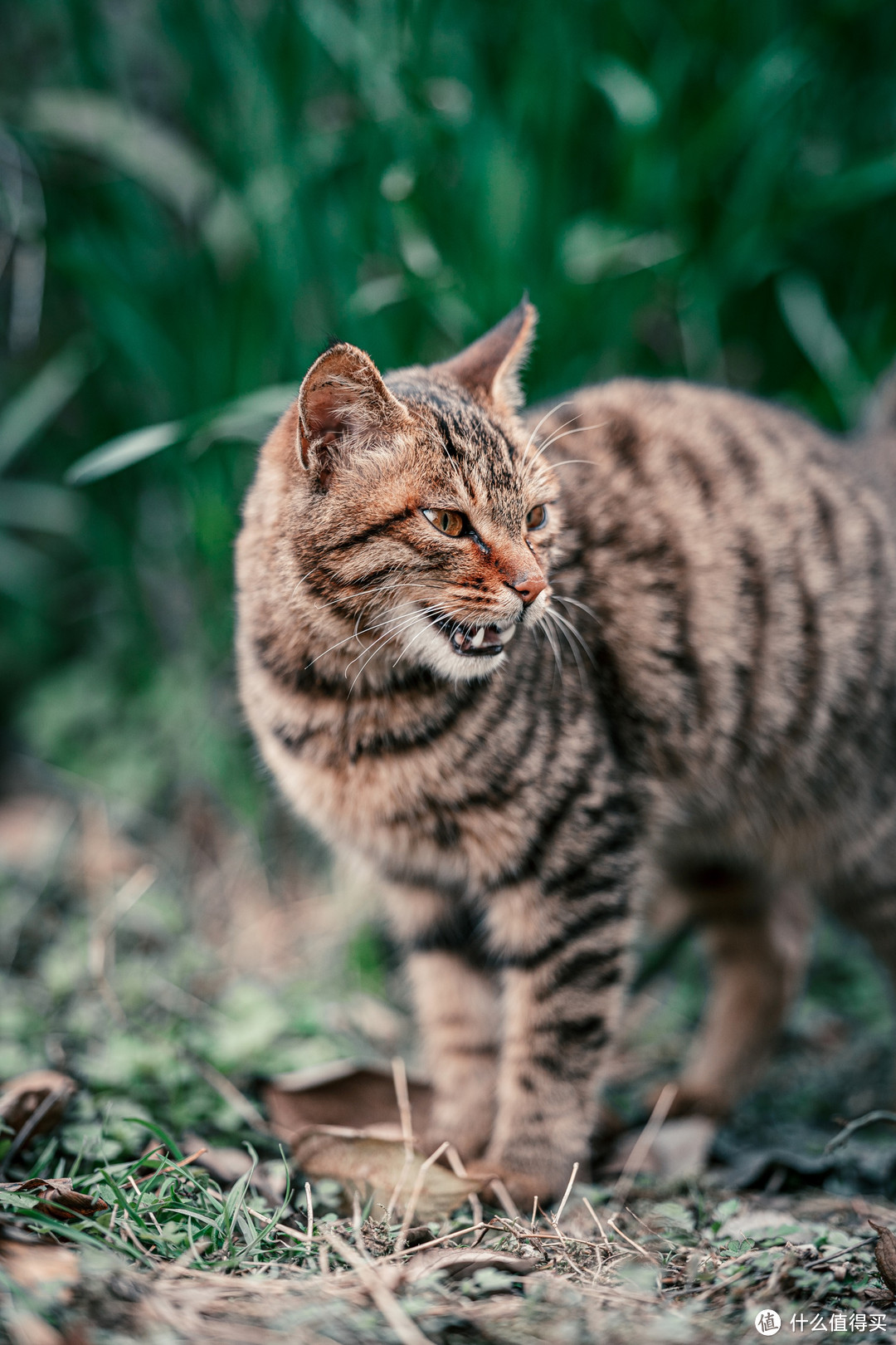 佛荫寺、猫和时间符号~隐藏建文帝秘密的千年寺庙