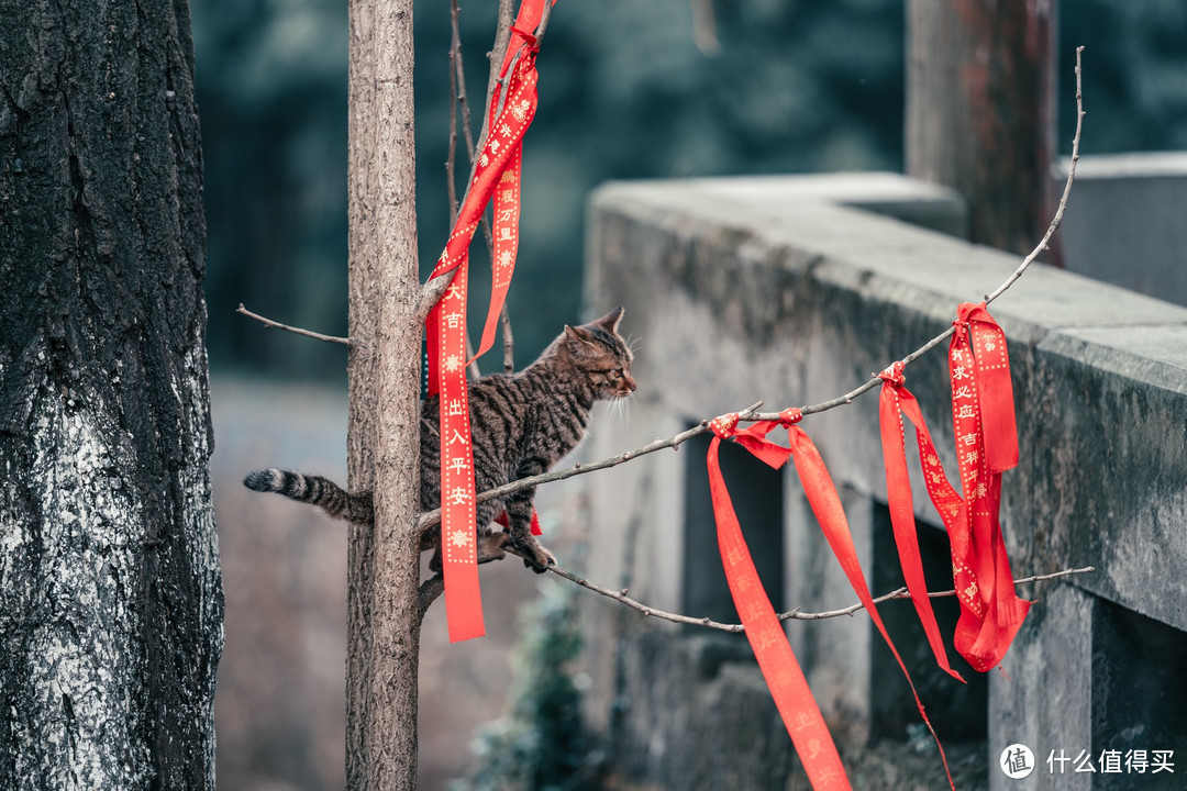 佛荫寺、猫和时间符号~隐藏建文帝秘密的千年寺庙