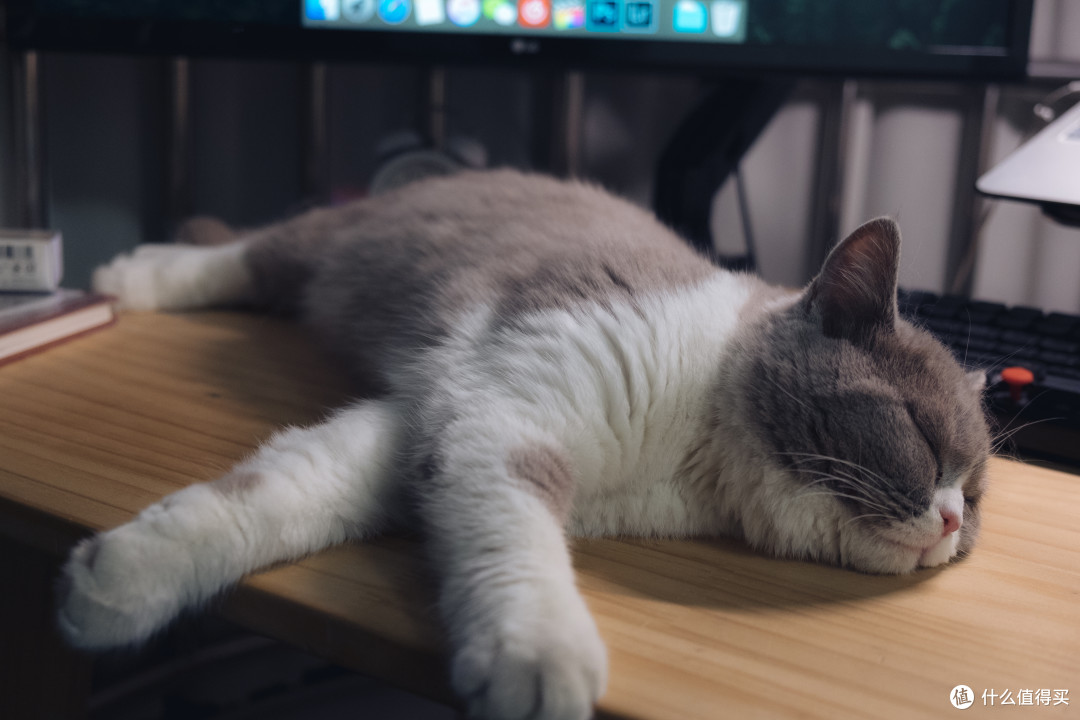 第一次养猫我该怎么办?我与小咪的经验(多图)分享
