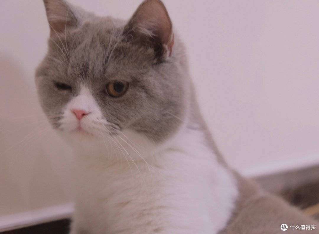 第一次养猫我该怎么办?我与小咪的经验(多图)分享