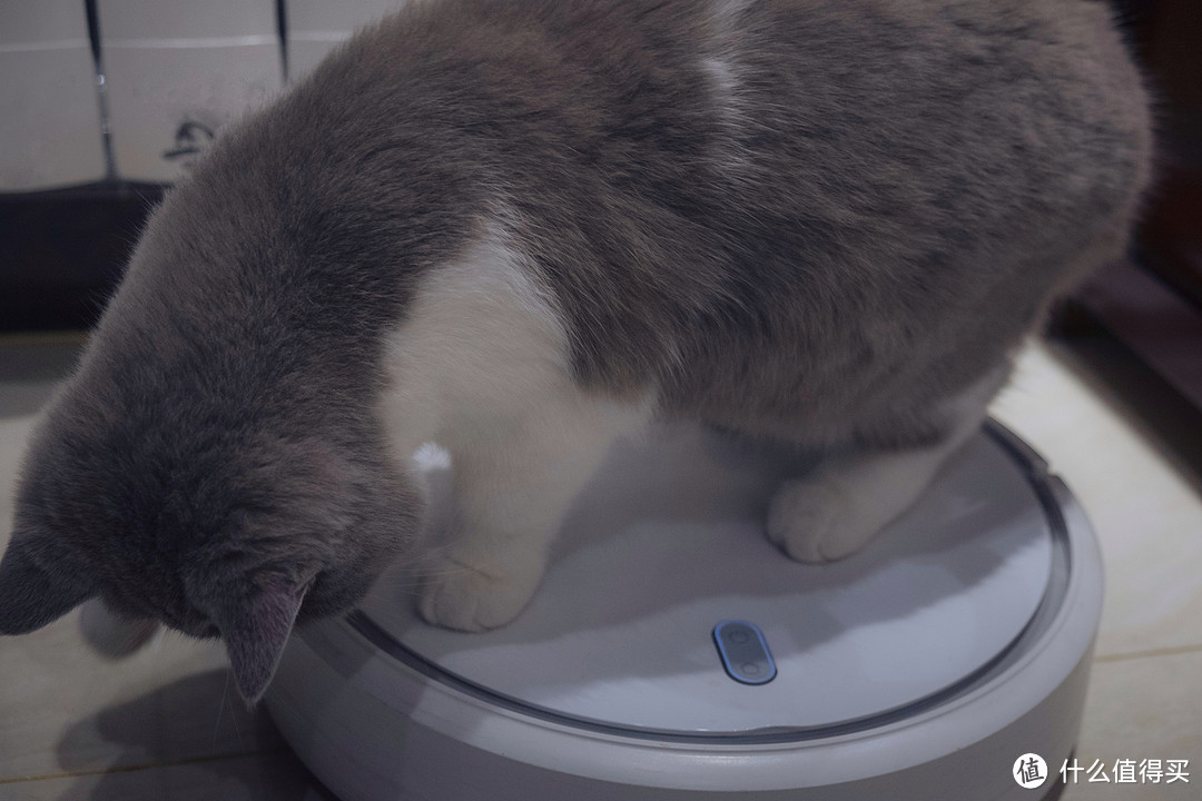 第一次养猫我该怎么办?我与小咪的经验(多图)分享