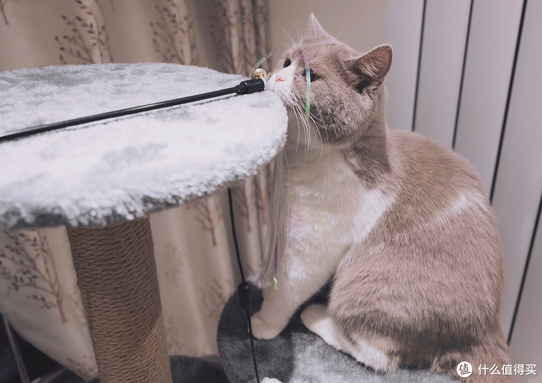 第一次养猫我该怎么办?我与小咪的经验(多图)分享