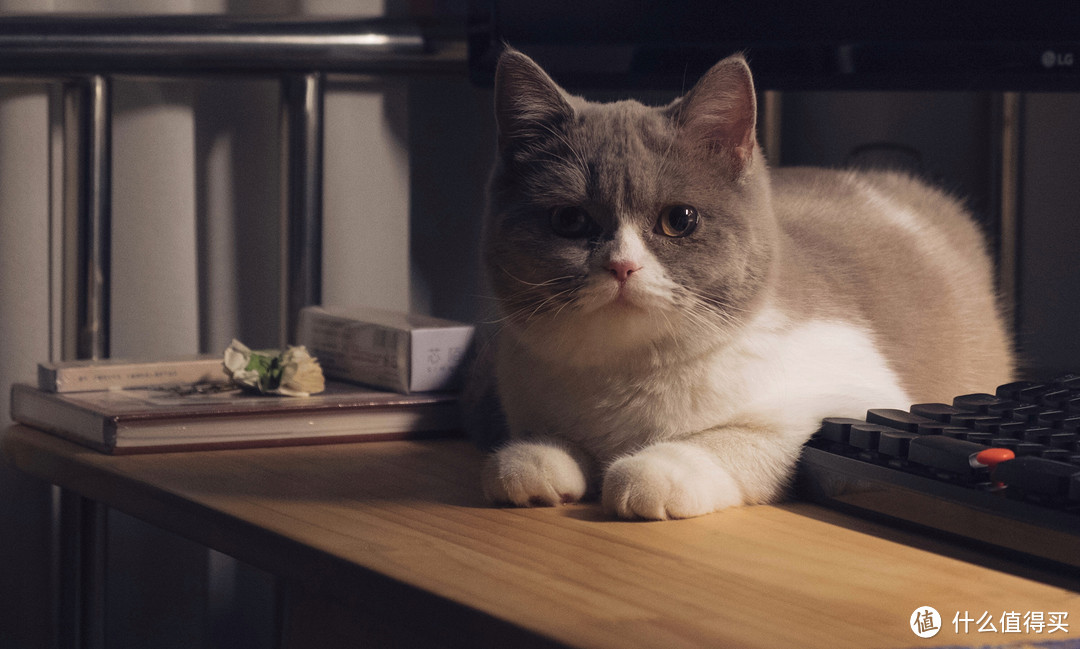第一次养猫我该怎么办?我与小咪的经验(多图)分享