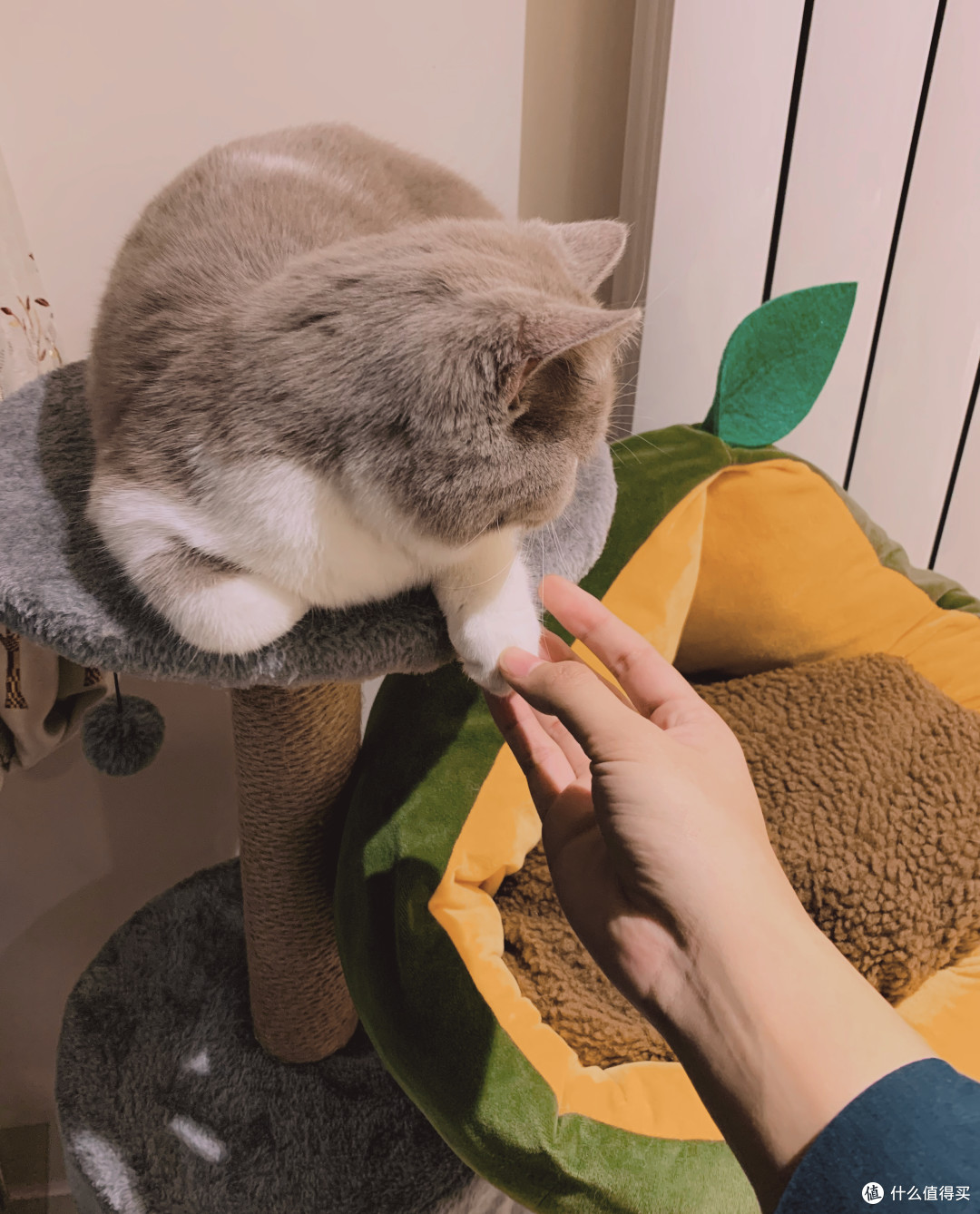 第一次养猫我该怎么办?我与小咪的经验(多图)分享