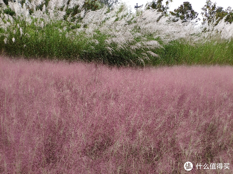 几处蒹葭连岸白——汉中网红芦苇荡游记