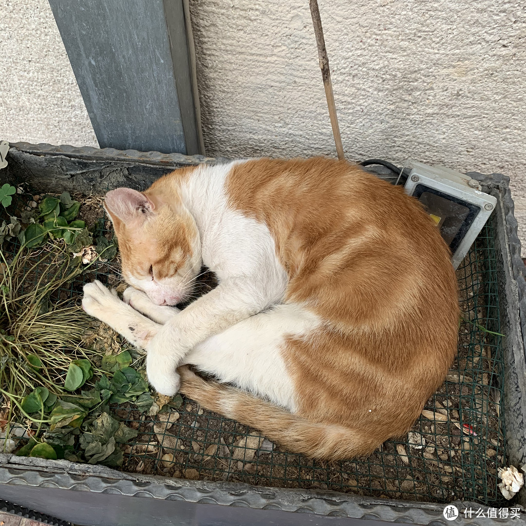 我要带你去浪猫的土耳其（之二/伊斯坦布尔篇）【3万字多图游记】