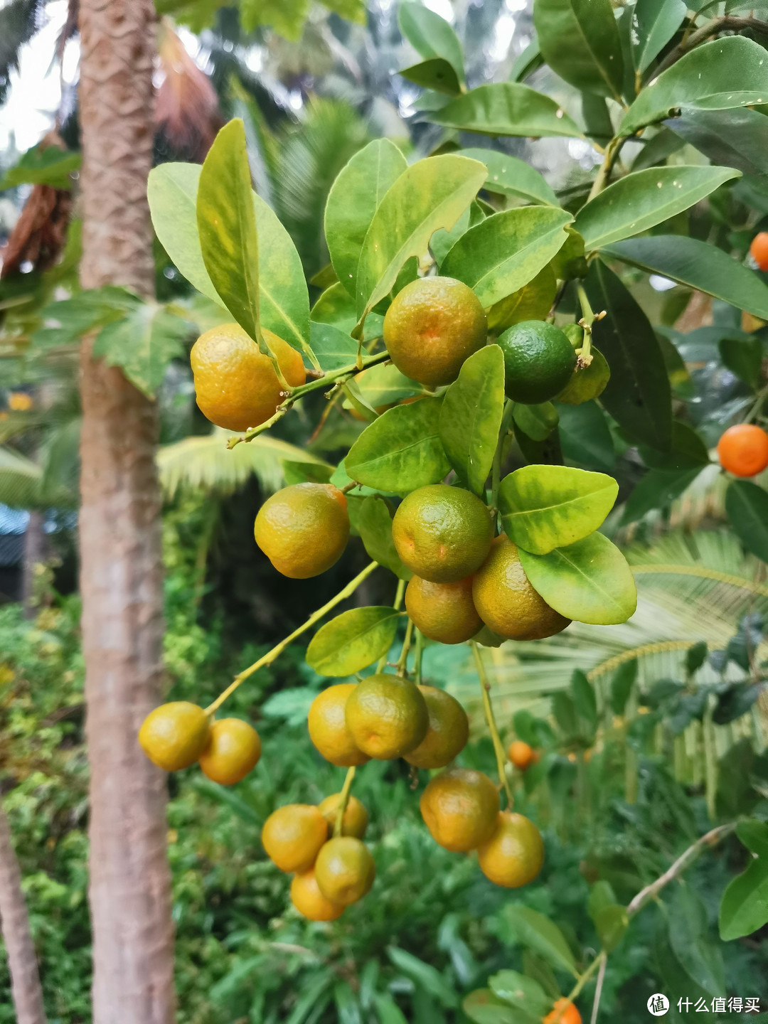 跑者门下走狗，想念花哥儿