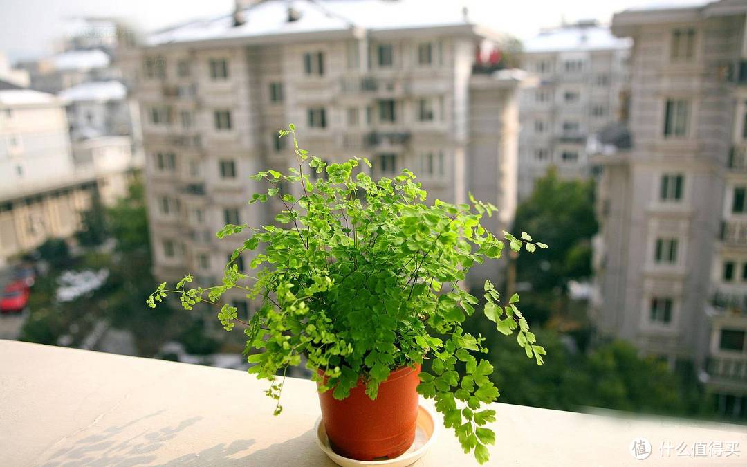 家居植物不好养？不存在的，这几种植物便宜又好养！