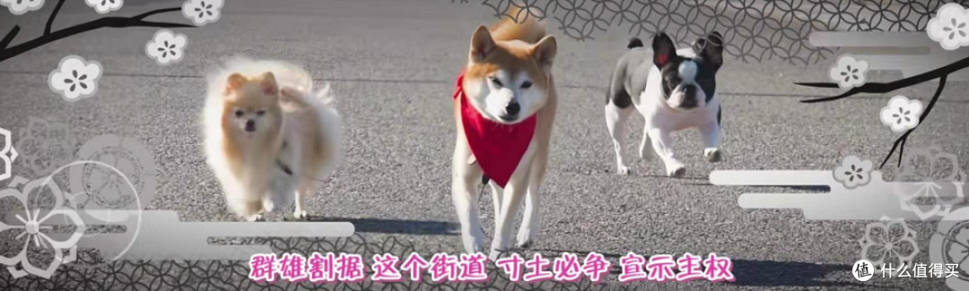 几位真人(狗)版的大佬。