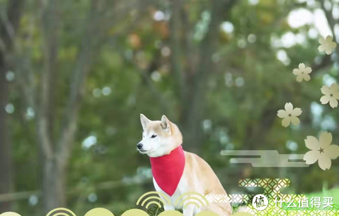 人生五十年,如梦亦似幻~战国转世狗狗的爆笑物语《织田肉桂信长》