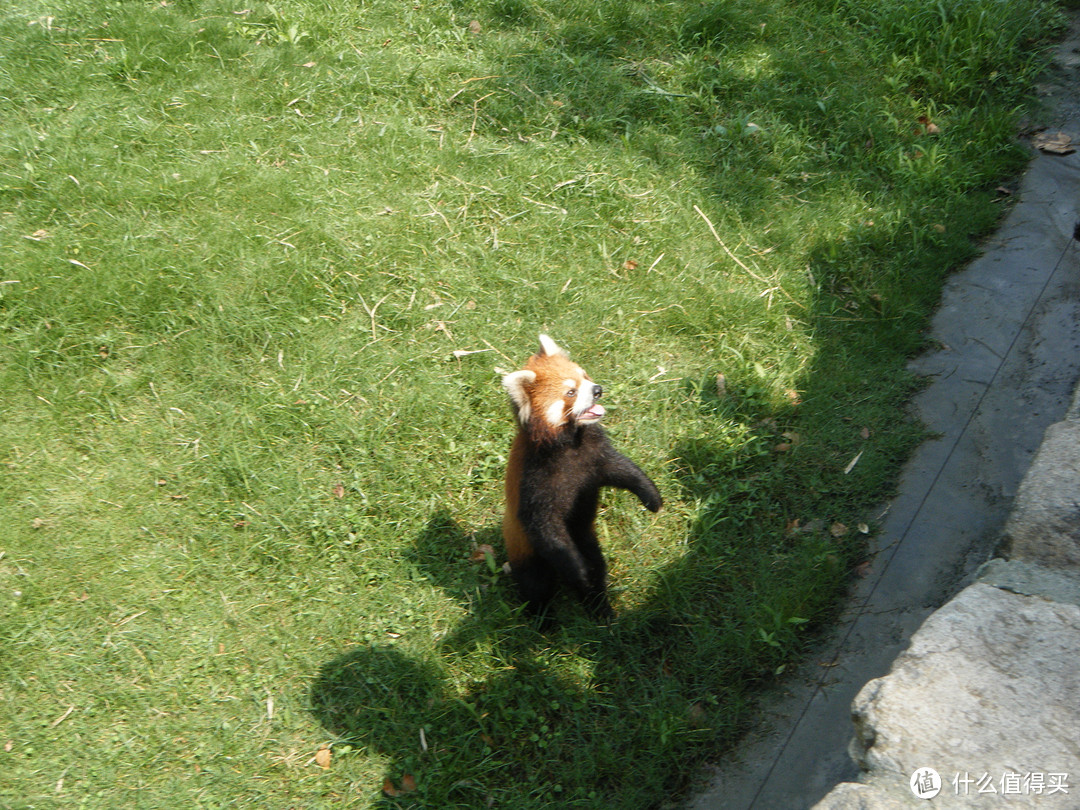 上海野生动物园游记→看小浣熊，看长颈鹿，看黄老虎，看白老虎，看大小熊猫