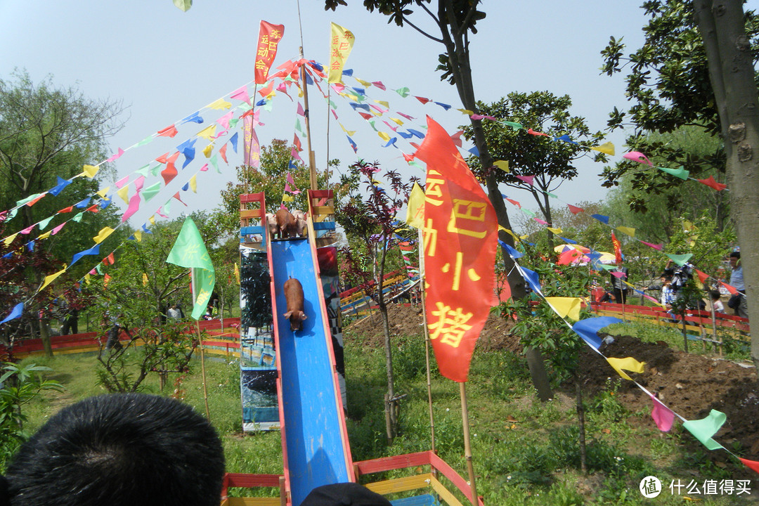 浦东南汇桃花村/桃园，看黑白小猪游泳和跑步比赛，还有各种家禽，游湖游船