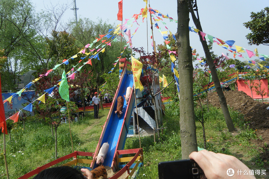 浦东南汇桃花村/桃园，看黑白小猪游泳和跑步比赛，还有各种家禽，游湖游船