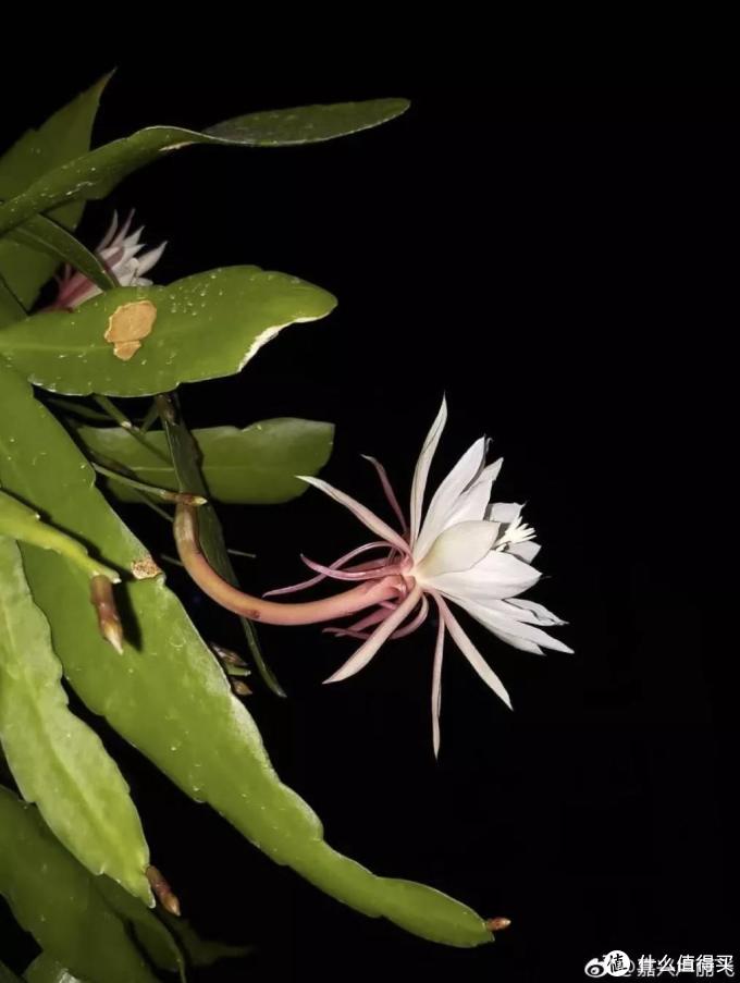 按头安利 几十块钱好物 解决最难搞的家居问题 家居饰品 什么值得买