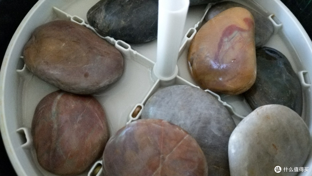 小熊豆芽机最上面放了鹅卵石