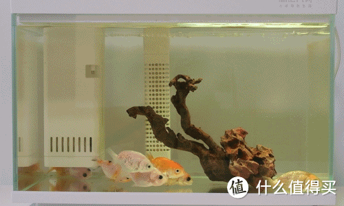 画法几何桌面鱼缸探索版，小白也能养出一缸漂亮的鱼儿