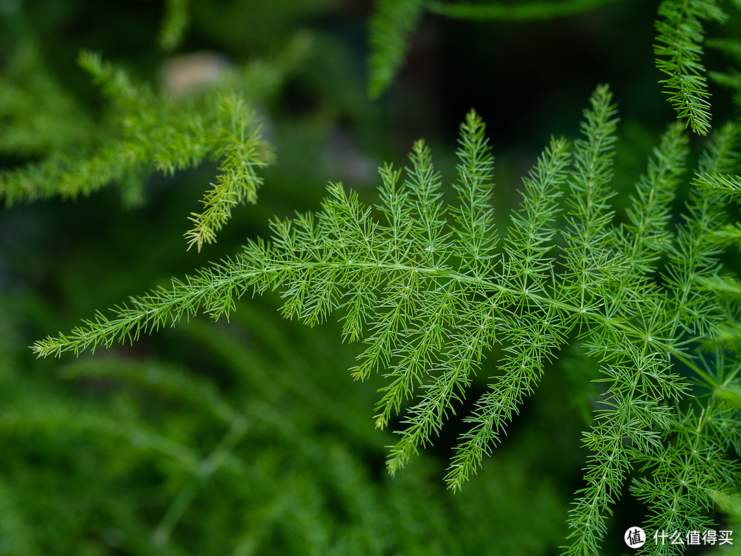 便宜好用又健身：适马70mm F2.8 MACRO微距镜头初体验