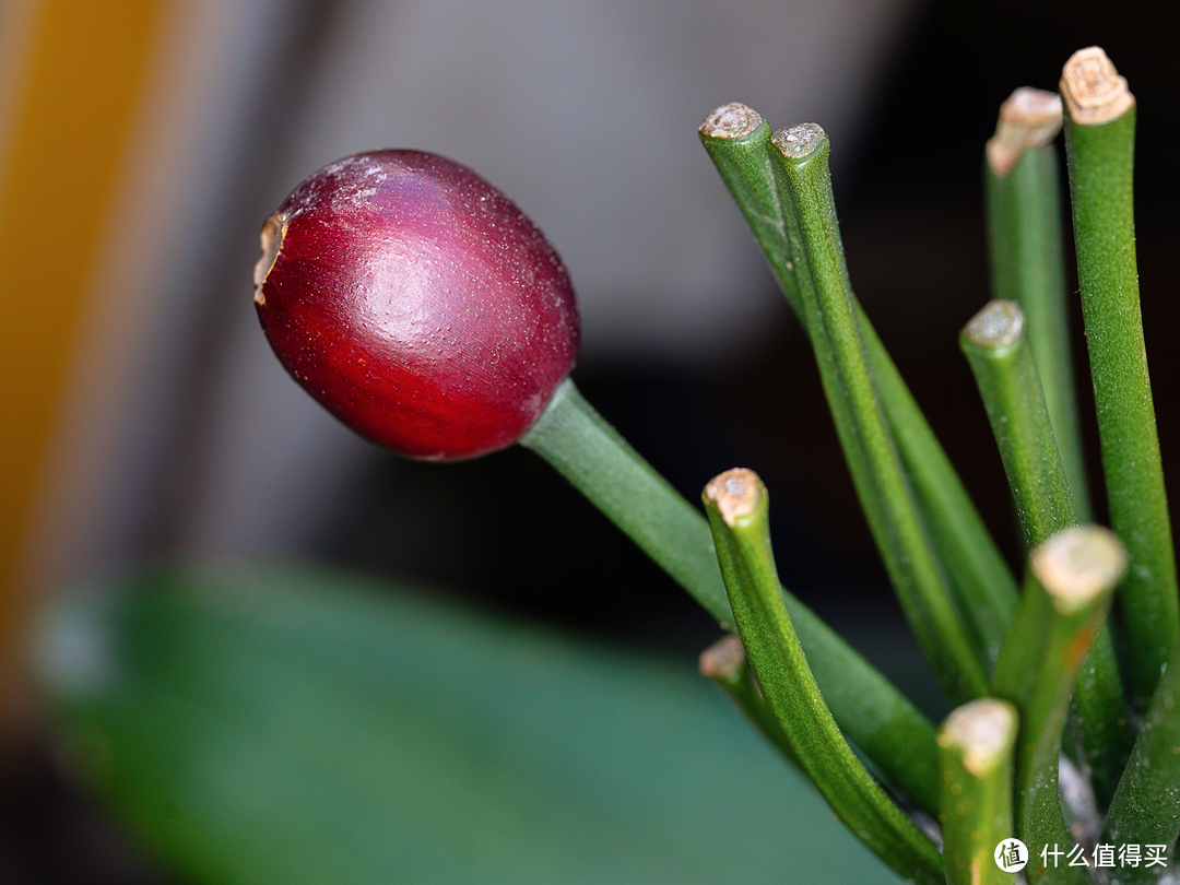 便宜好用又健身：适马70mm F2.8 MACRO微距镜头初体验