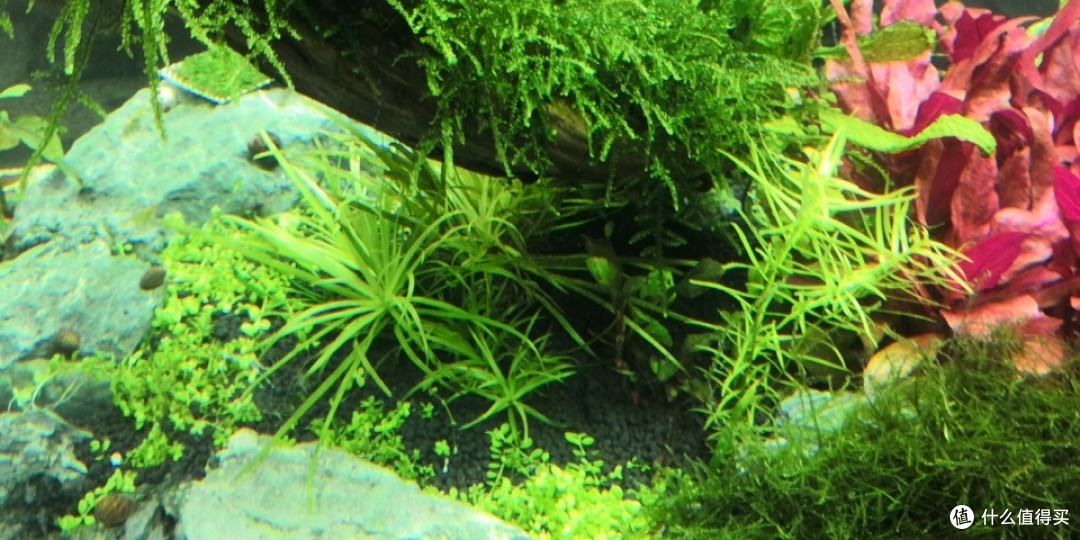 更新下阴阳草缸隔断的效果