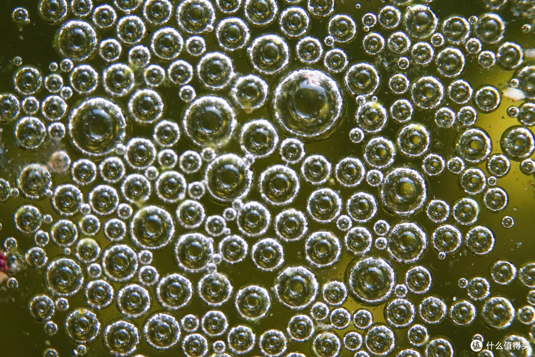 胆小勿进,虫虫乐园,中一20MM 4X微距镜头,拍潮湿角落