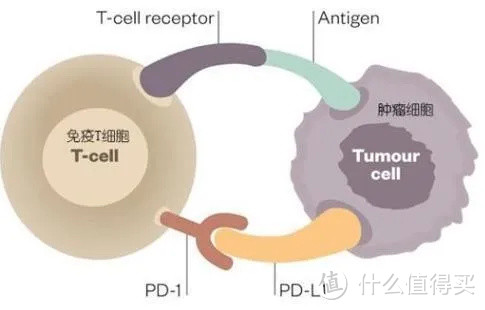 免疫系统如何打败癌细胞？高分动画来了