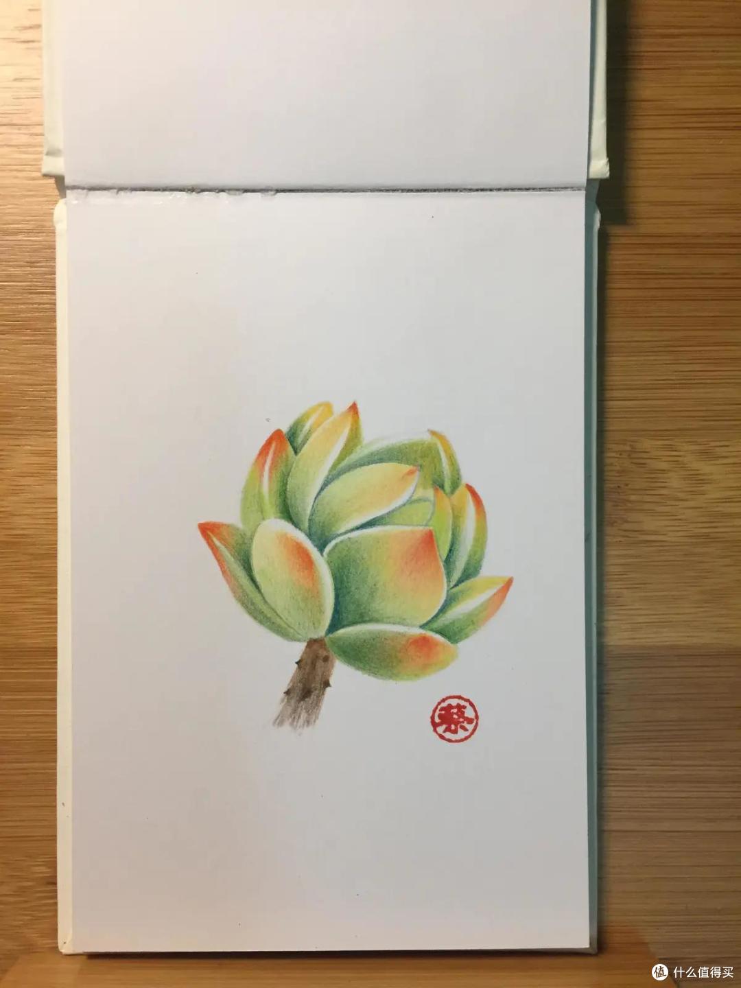 心灵疗愈系神物:胖乎乎的多肉彩铅绘