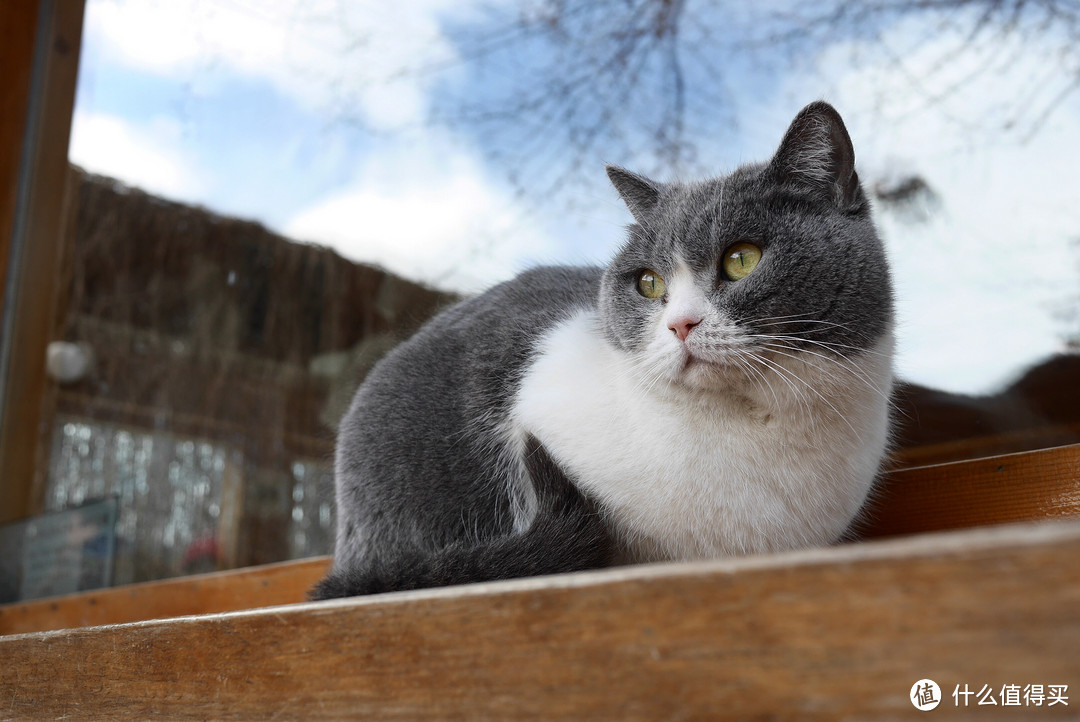 北京观复博物馆的猫