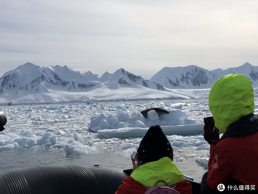 看海豹，领队找到了一只在海冰上晒太阳的海豹