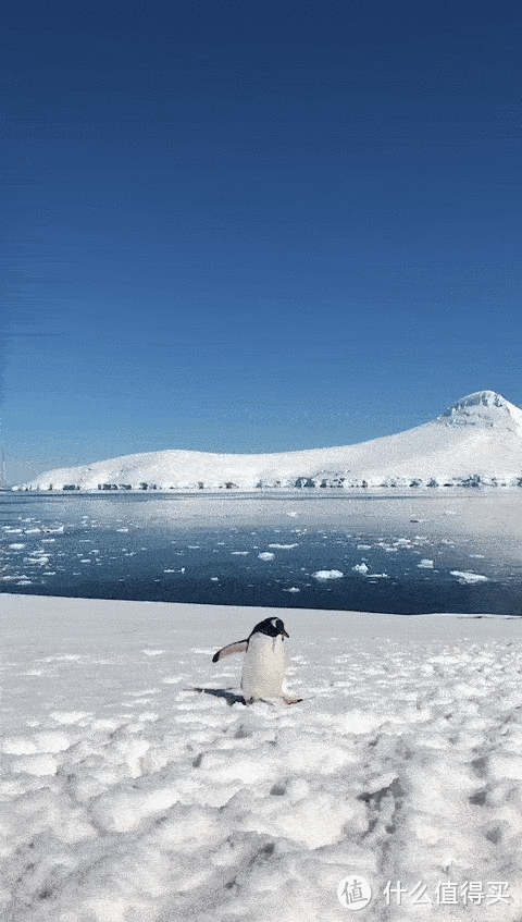 萌萌哒企鹅就在你的面前经过！对面就是壮丽的冰川！
