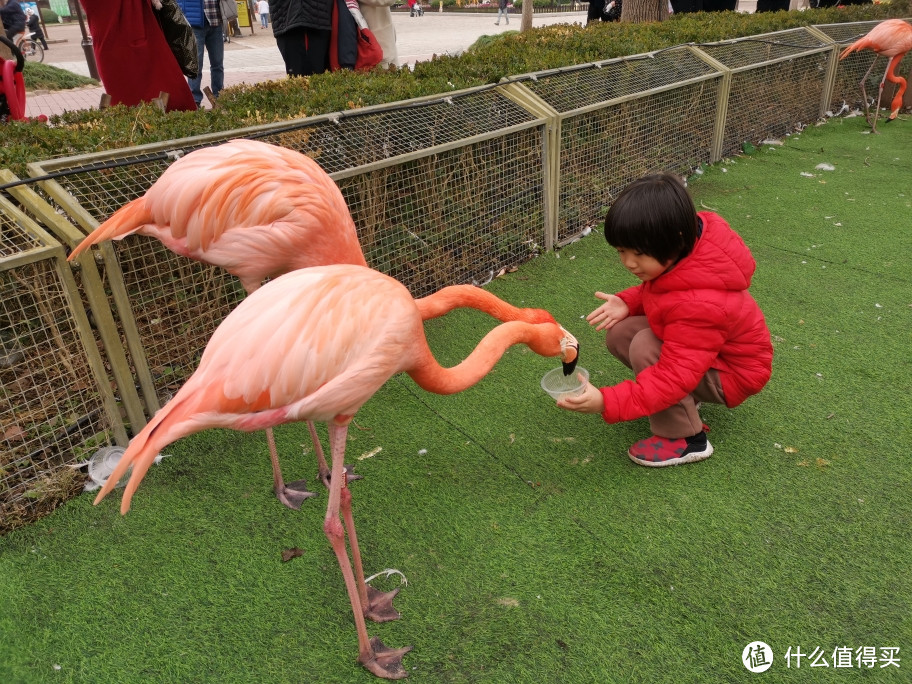 互动性强，上海野生动物园浏览攻略