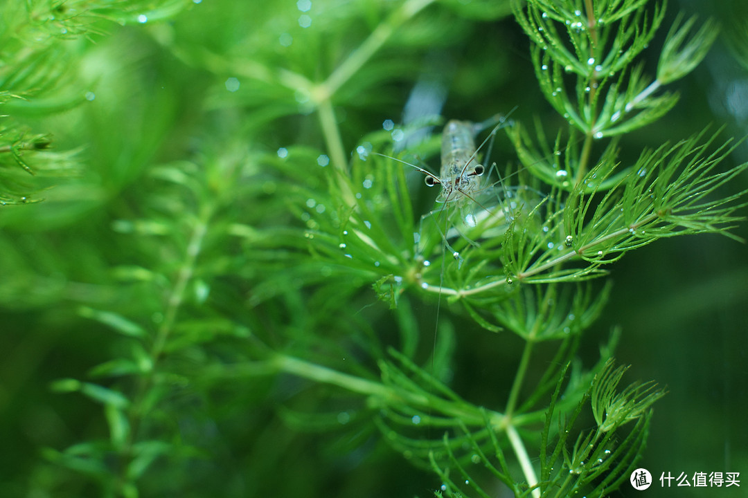 中华小长臂虾在金鱼藻上，金鱼藻正在光合作用冒着泡。