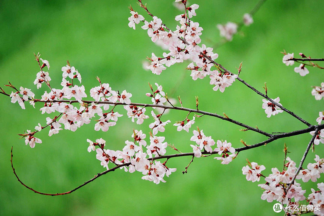 林芝的桃花（长焦端虚化效果还可以）。今年四月还想去一次，也不知道能不能去，今年的疫情太让人恼火了。