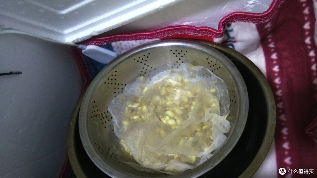 自制恒温发酵箱
