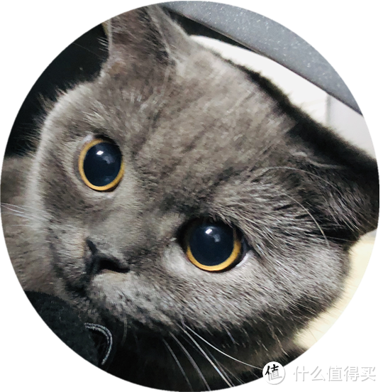 养猫需要什么基础条件 猫咪疫苗接种绝育和健康检查 什么值得买