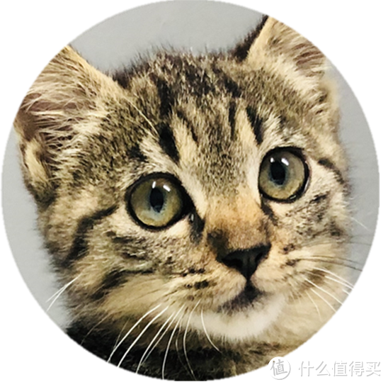 养猫需要什么基础条件 猫咪疫苗接种绝育和健康检查 什么值得买