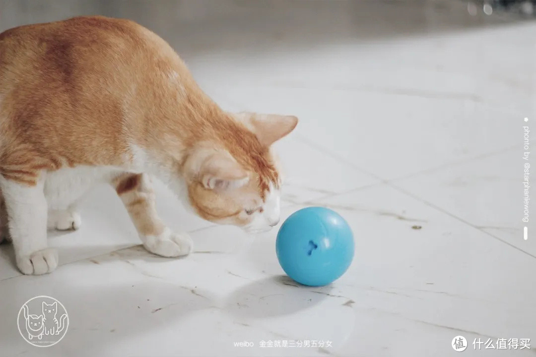 网红猫球球图片图片