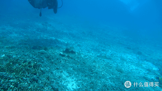 难忘的旅行 巴厘岛八丹拜人生第一次潜水和老公偷偷准备的水下求婚