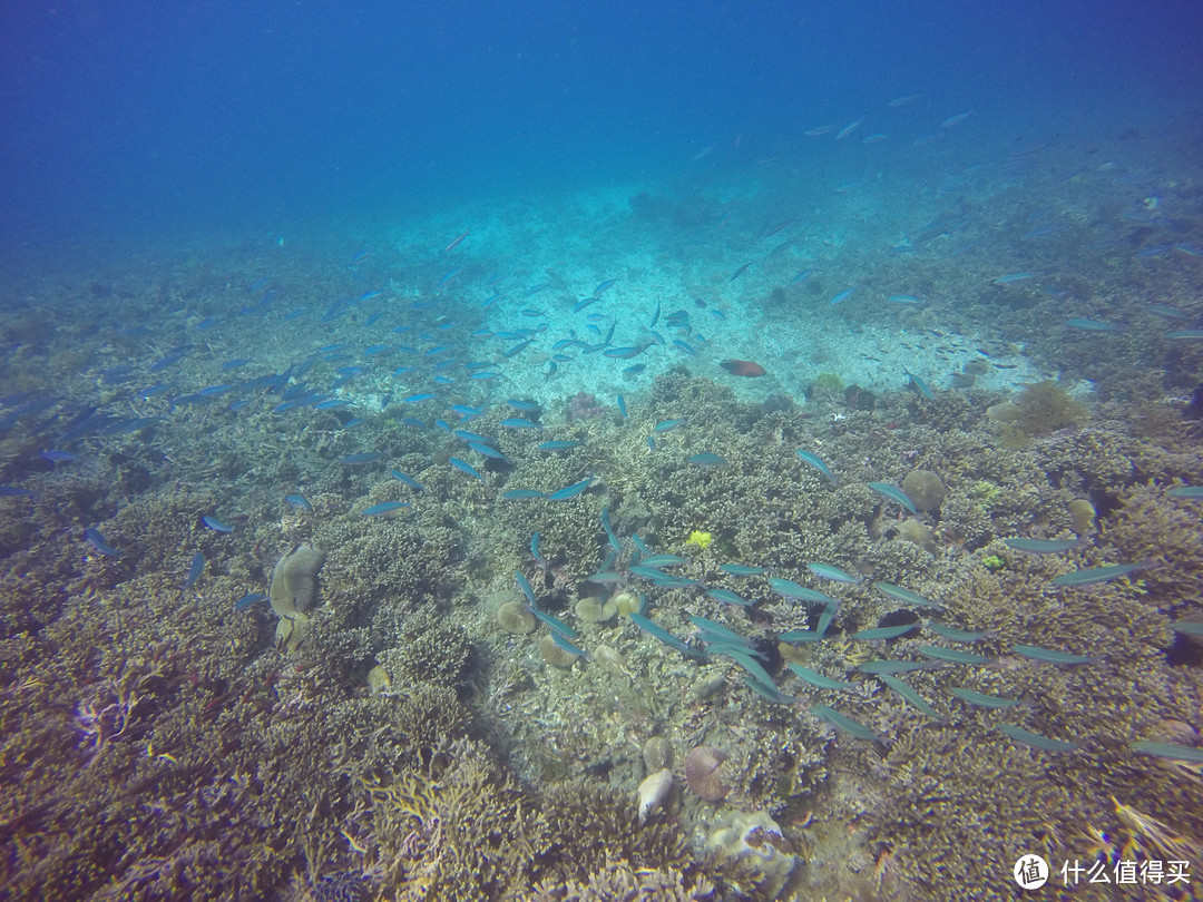 难忘的旅行 巴厘岛八丹拜人生第一次潜水和老公偷偷准备的水下求婚