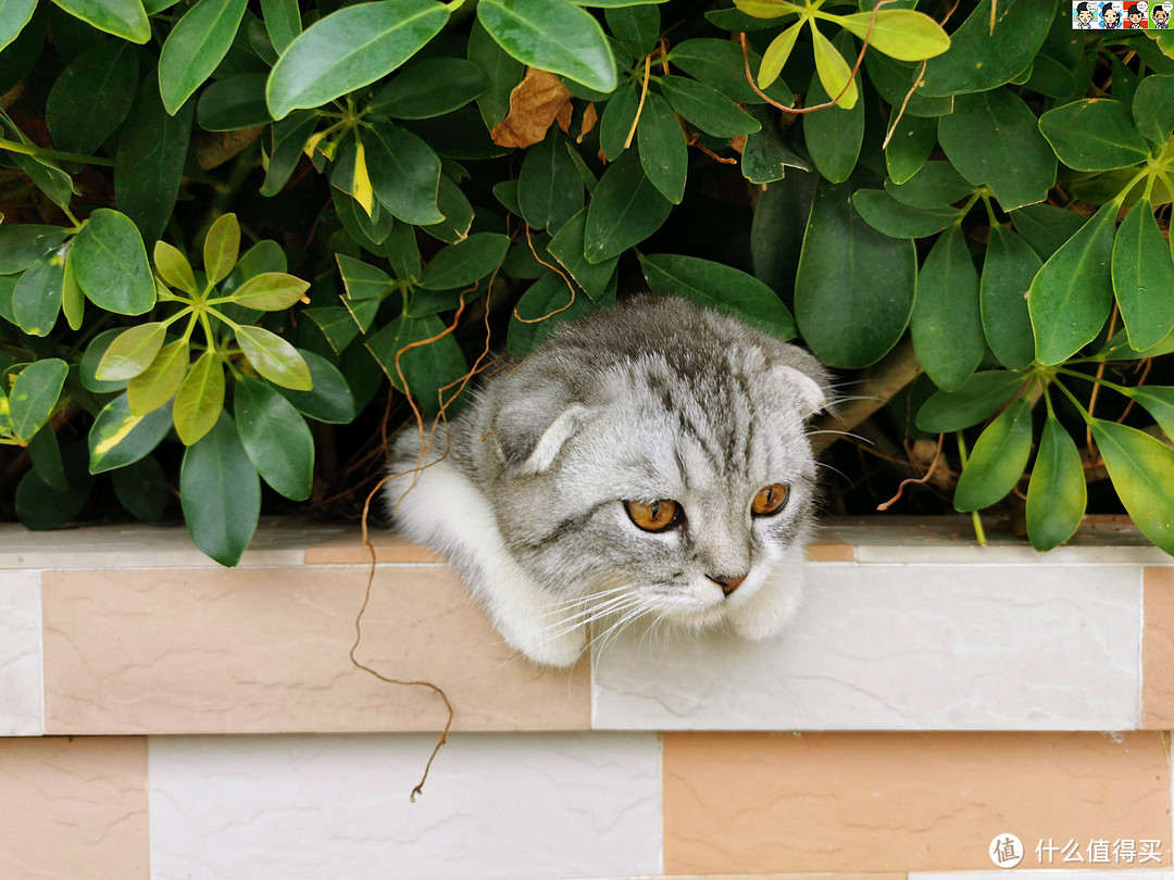 小猫一脸生无可恋：我是谁？我在哪？