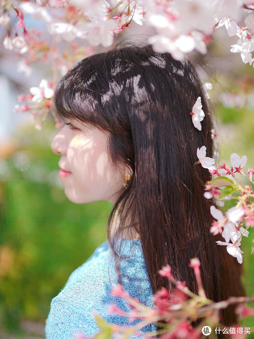 春天就要看樱花呀🌸釜山镇海樱花大赏