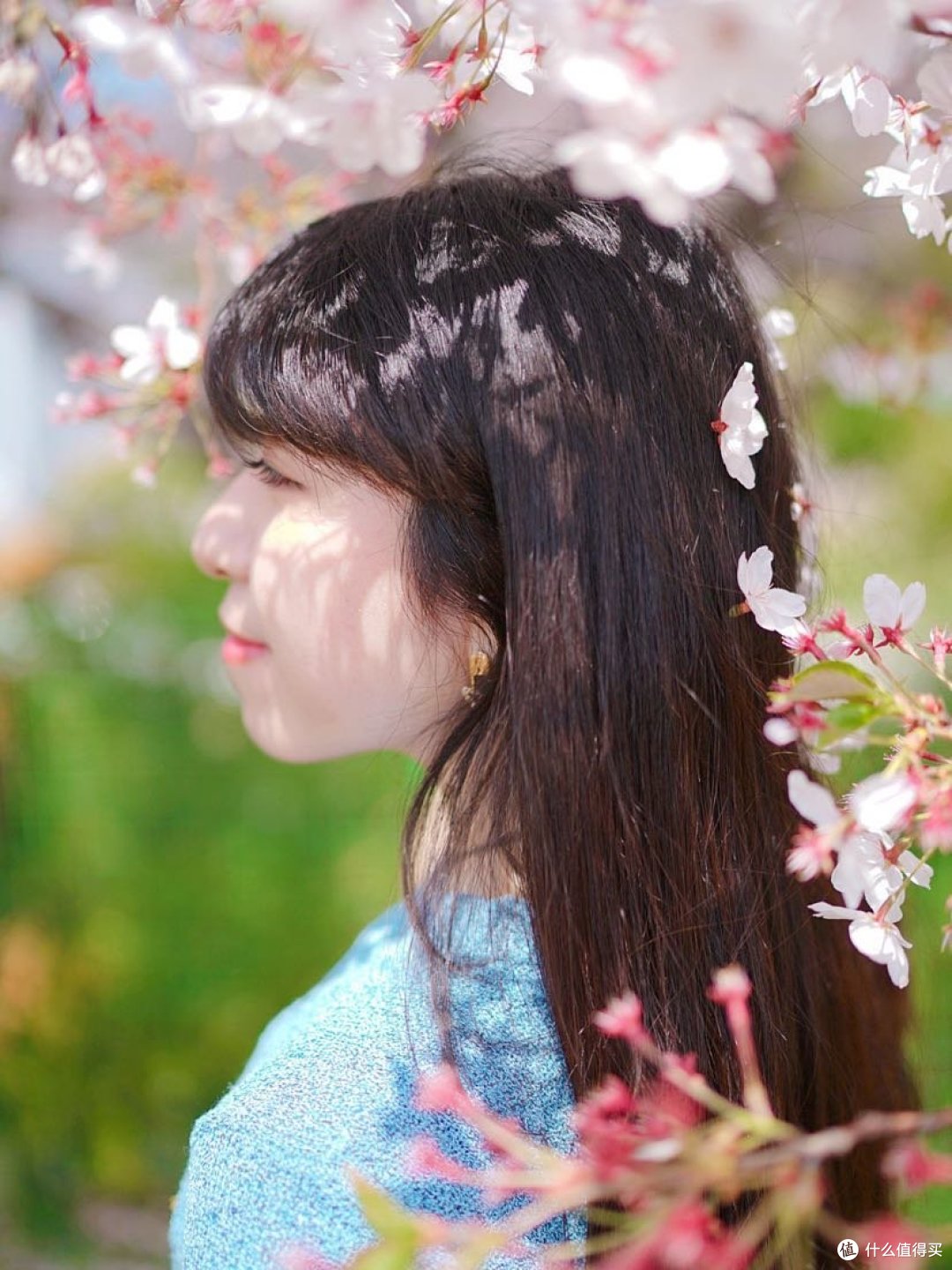春天就要看樱花呀🌸釜山镇海樱花大赏