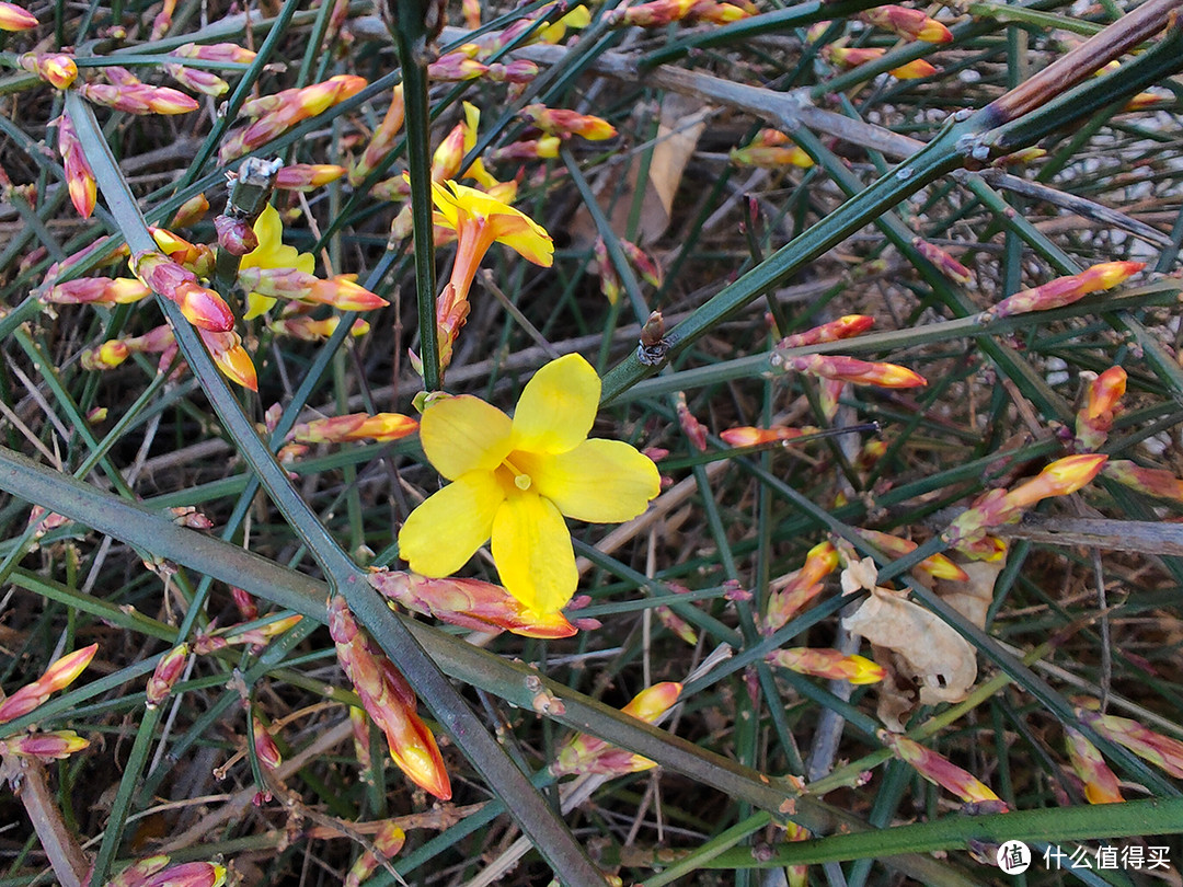 又一年春来到，迎春花里有乐趣