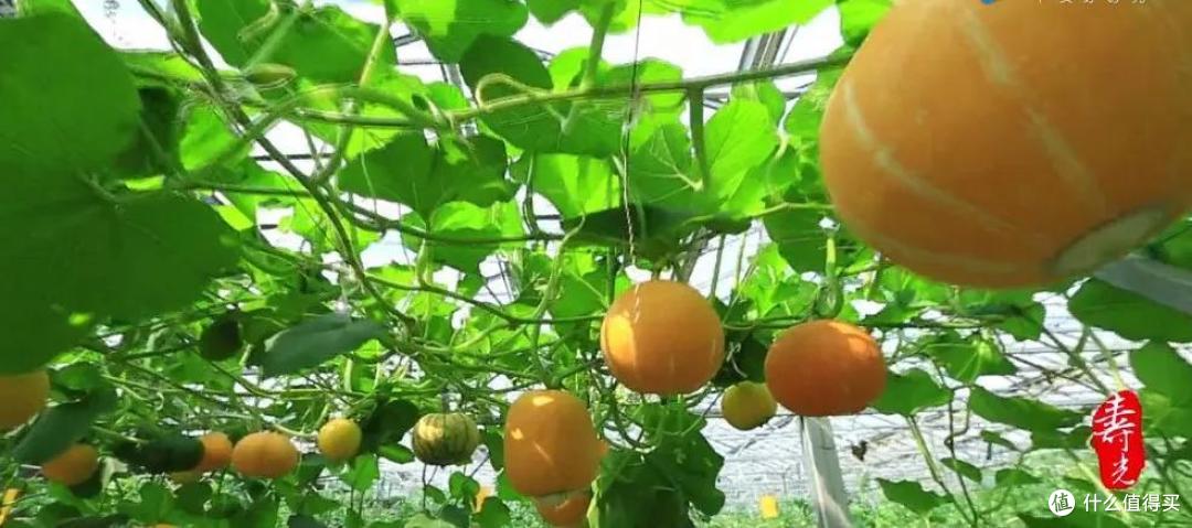 千万别跟山东人比“大”,你可能还没山东的一根葱高