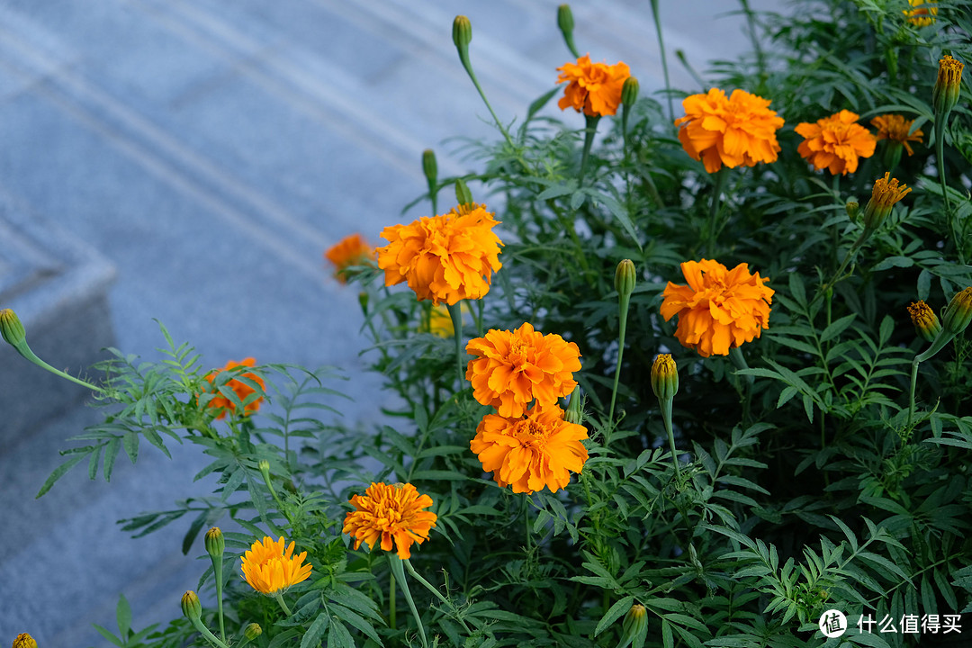 iso200 f/4 1/250s 胶片模拟：velvia