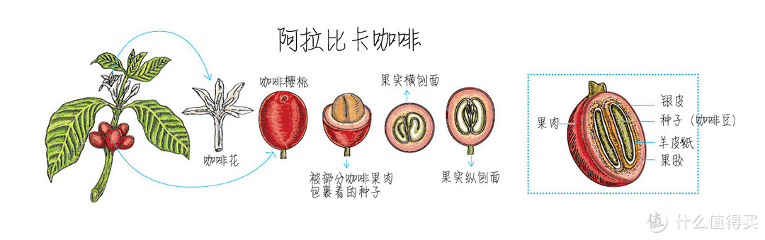 做完图才发现解剖是pou，不是pao，这个横刨面纵刨面大家就凑合看吧